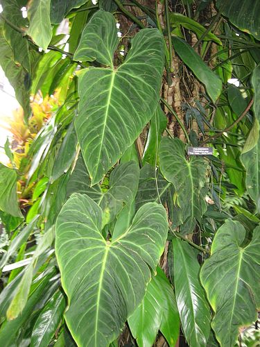 Philodendron gigas